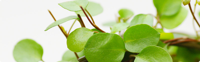 便利屋TTは2001年から営業し、法律を守る信頼ある便利屋です。 (東京本部/埼玉本部)まごころの便利屋TTにお任せ下さい。便利屋への依頼が始めての方へも、丁寧に対応いたします。 家事代行サービスとも言われる便利屋の仕事は、例えば、お部屋の片付け・整理整頓、ゴミ処分、トイレ掃除やキッチン・浴室のクリーニング、庭の手入れや掃除、家具の移動や組立、おつかい、チケットの入手、各種代行などの作業を承ります。■パソコンは生活に欠かせない道具になりました。ITに強い便利屋が、ネットを活用して便利に生活できるようご支援します。PC選び(安価に販売も行っています)からマシン環境設定、ウィルス対策やウィルス駆除など、PCサポートを承ります。修理もメーカーや一般のお店よりも安く親切に対応できます。IT経営相談やホームページ制作、アクセスアップもできるITに強いパソコン便利屋です。 データ流出が怖い、パソコンの廃棄やデータ消去もプロが責任をもって対応いたします。